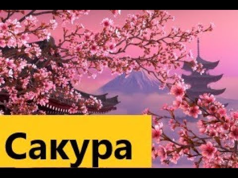 Интересные факты . Сакура — символ Японии
