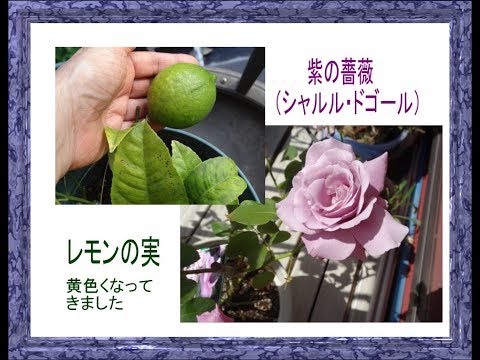 雨に濡れる10月の薔薇 レモンの苗についた実 Youtube 雨に濡れる10月の薔薇 レモンの苗についた実 Youtube