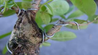 Inyam or Kinyam Bonsai Tree Update - June 2020