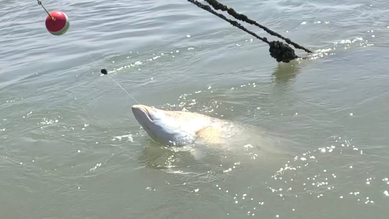 NGERI AKHIRNYA TAK BISA NAIK IKAN KAKAP PUTIH BESAR PENUNGGU POHON KERING!! Mancing kakap putih