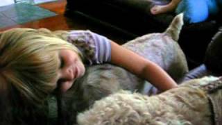Should you get a Wheaten Terrier? by Paulina0618 13,914 views 13 years ago 9 minutes, 4 seconds