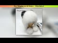 Winter Hat Woman Warm Cat Ushanka Balaclava Russian Fox Fur Trapper Women Bomber Hats Luxury Furry
