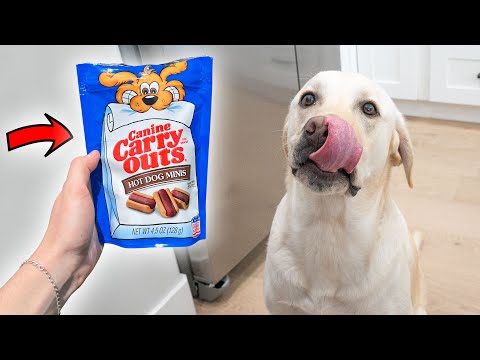 Labrador Loves Hot Dog Treats!!