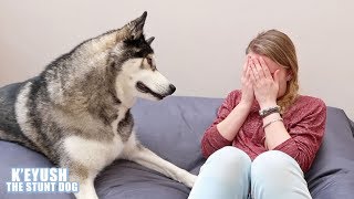 Husky's Cute And Funny Reactions To Me Crying!