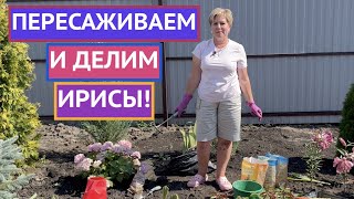 ДОЛГОЖДАННЫЙ РОЛИК! КАК ПЕРЕСАДИТЬ И ПОДЕЛИТЬ ИРИСЫ!