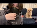 飼い主の話を冷めた目で聞くトイプードル