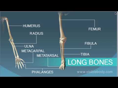 Long Bones