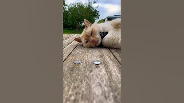 Cute lazy Sunday cat #shorts #cute #cat