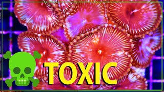 Handling World's Most TOXIC Coral