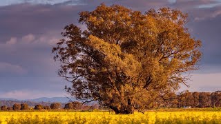 Paint a tree in Fall Acrylic Landscape! Full tutorial