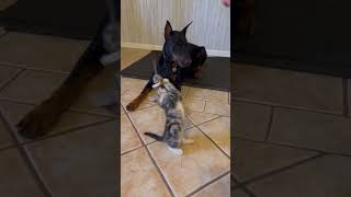 Doberman and kittens? #dog #cat #doberman #shorts