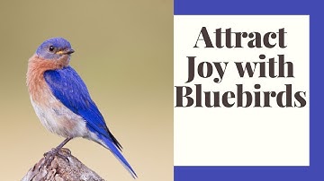 Attracting Bluebirds To Your Yard