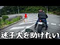 道の真ん中で迷子犬を見つけたので助けたかったバイク乗りの一部始終