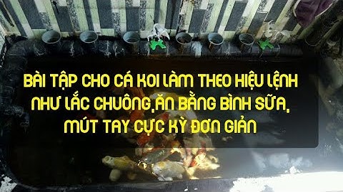 Bài tập cho cá koi làm theo hiệu lệnh người nuôi như mút tay, lắc chuông và ăn bằng bình sữa.