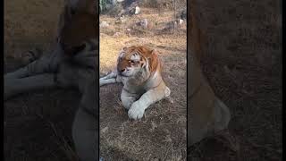Tiger Sneeze: Funny and Cute Animal Moments