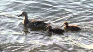 Ducks Swimming