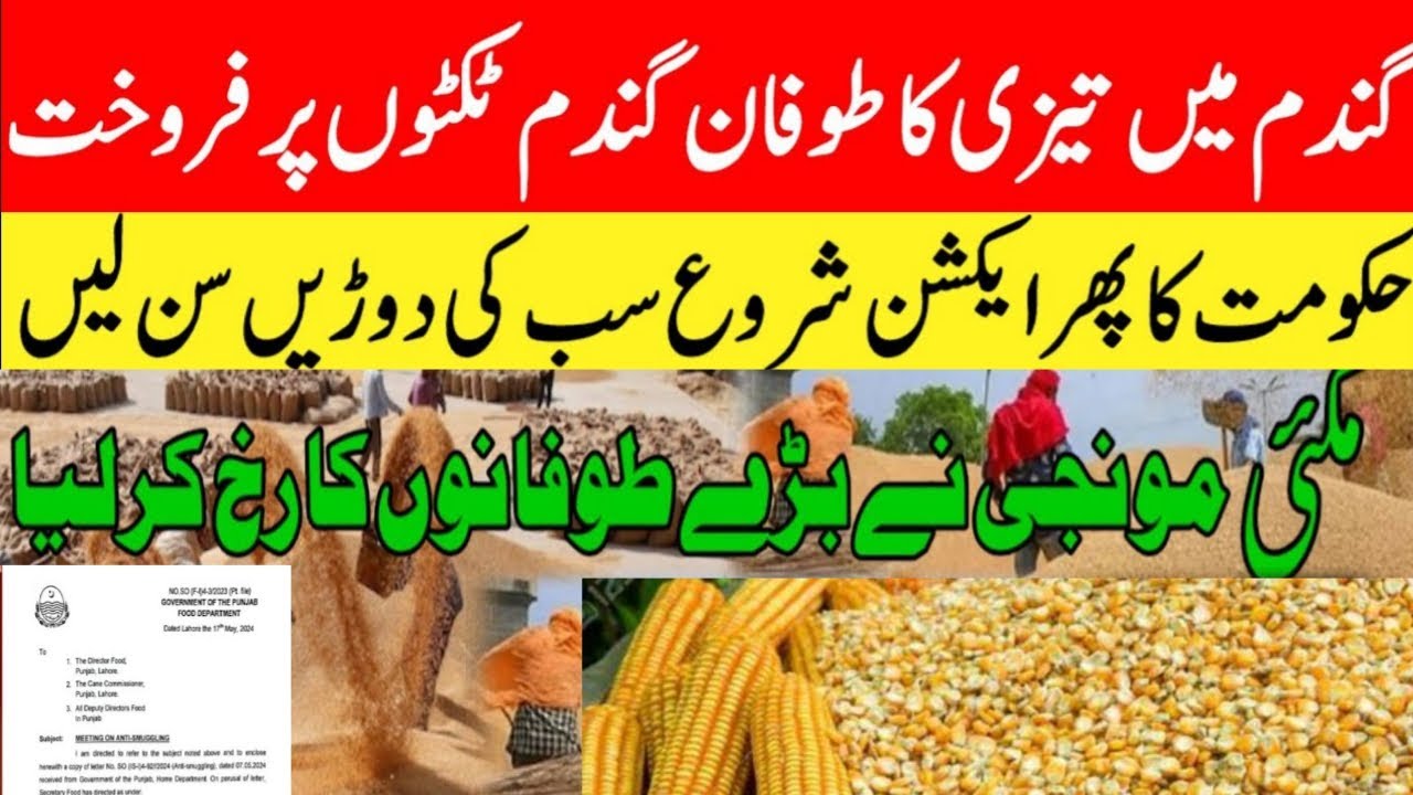 wheat new gandam rate today/wheat price today in punjab/Makki ka rate ...