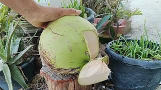 fantastic coconut cutting skill