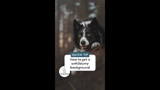 How to: get a soft & blurry background in your pet photos! screenshot 1