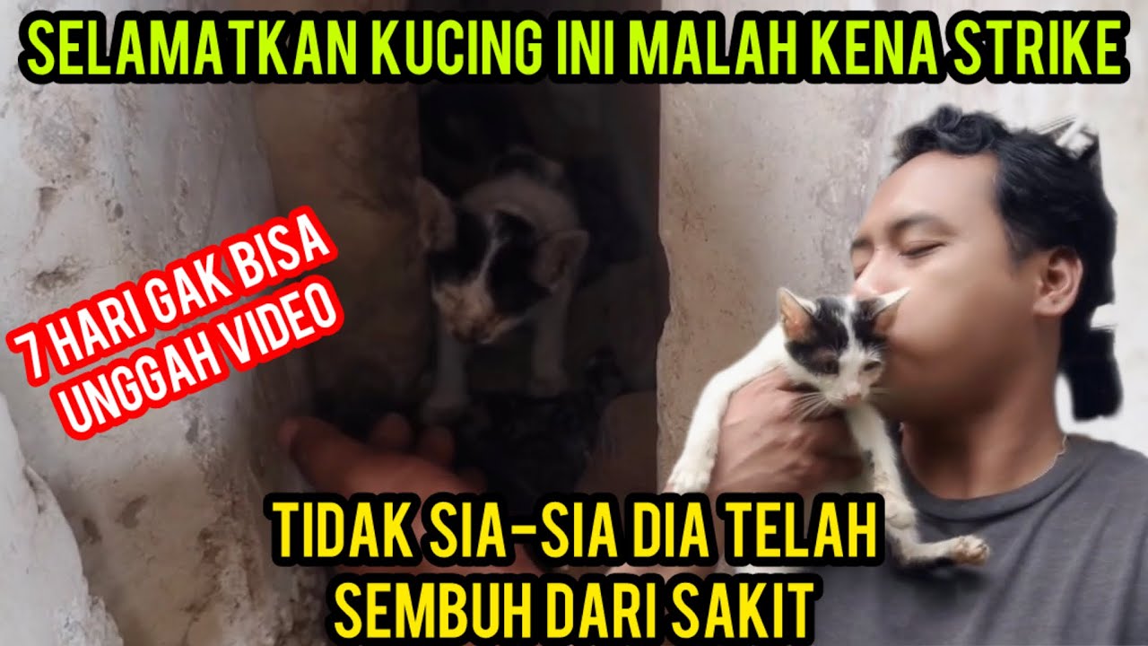 Akhirnya  Bisa Unggah Video Lagi Kami Menolong Kucing Ini Bukan Menyakitiinya‼️