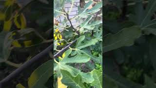 IMG 7447