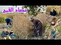 رجعنا من تانى لوجع القلب مش لقين ضمامه رجعنا نضم بايدينا (عيد ساعدنا وطفش خرفان الجيران 🤣) ضم الغله