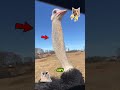 😱 This Bird Can Outrun You Without Flying! #usa #shorts