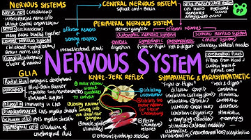 Nervous System | Animal Physiology 15 | Biology | PP Notes | Campbell 8E Ch. 49
