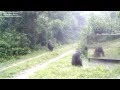 MIRRORS in the jungle: its apprenticeship by chimpanzees, SECOND MEETING. Chimpanzés VS miroirs