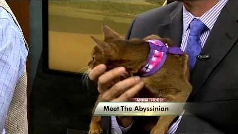 Watch the video about Meet the Abyssinian