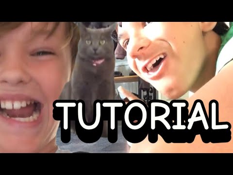 Hur man adopterar en katt (TUTORIAL)