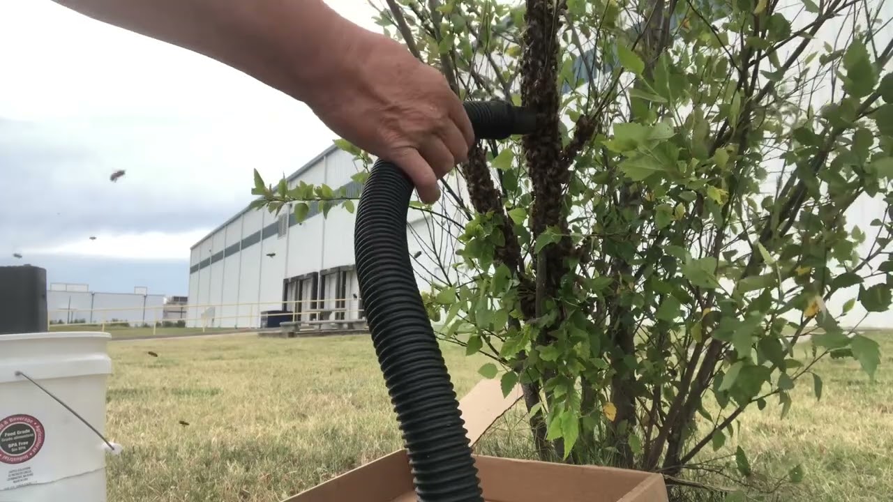 6-28-22 swarm rescue with my mini bee vacuum.