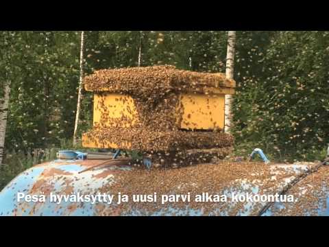 Video: Kuinka Kiinni Mehiläisparvi