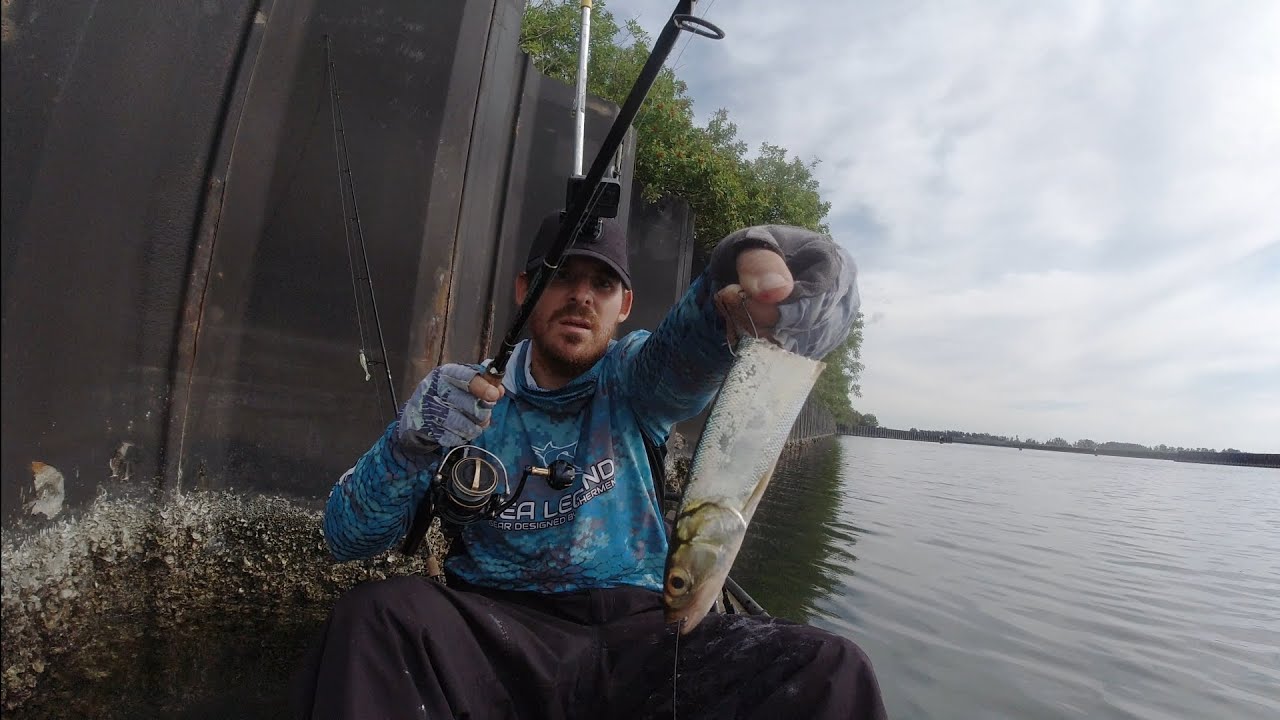 Apollo beach power plant fishing, throwing cut bait for big fish YouTube