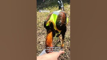 I never knew chickens could learn tricks! 🤣🐓
