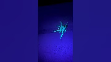 The scorpion bend the tail #shortsyoutube  #youtubeshorts  #shorts