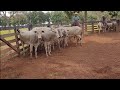 ANTES QUE VIRE NOVILHA GORDURA - tirando do lote de boiada.