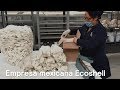 Empresa mexicana Ecoshell