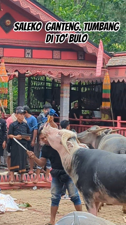 Saleko Ganteng Tumb4ng di To' Bulo
