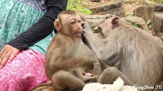 Did Dawn's grooming make Damage Walking Monkey sleepy or ? let Watching Together