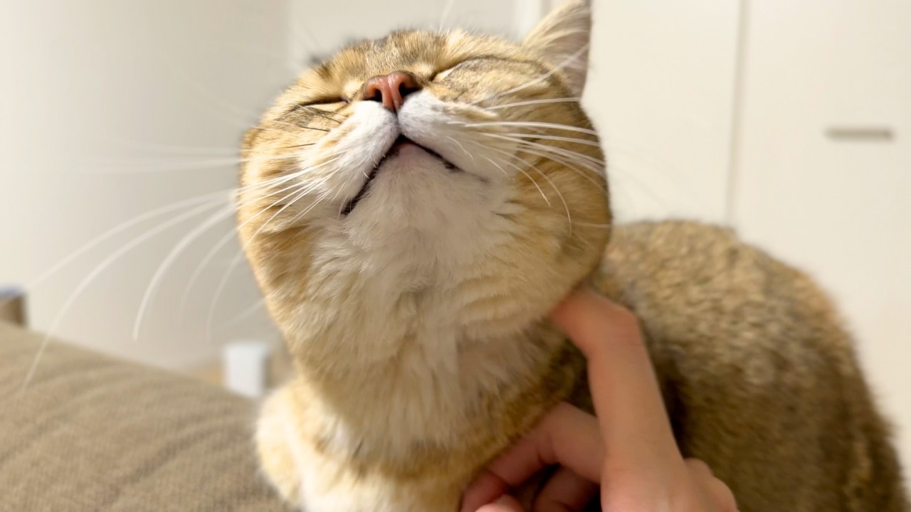 なでて！なでて！とすり寄ってくる短足マンチカンが可愛すぎる！！✨