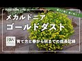 PW メカルドニア ゴールドダストの育て方と春から秋までの成長記録 by ともHOMEさん