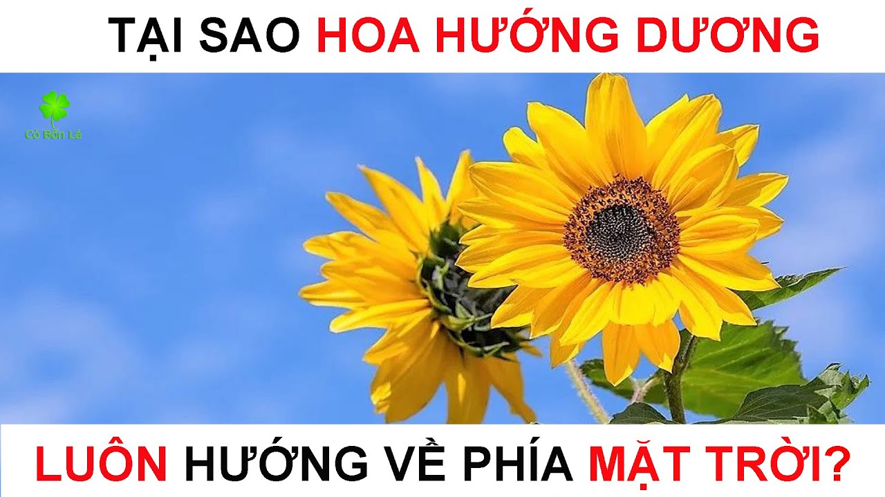 Tại sao Hoa Hướng Dương luôn hướng về phía Mặt Trời | Bí mật Hoa ...