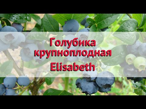 Голубика крупноплодная Елизавета