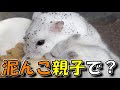 【土産子】母ハムと子ハムが仲良く？【ハムスター/かわいい/飼い方/土飼育/ペット/小動物/Keeping a hamster in the soil】