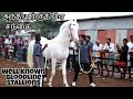 Privately kept Marwari Stallions at Anthiyur Horse Fair 2019