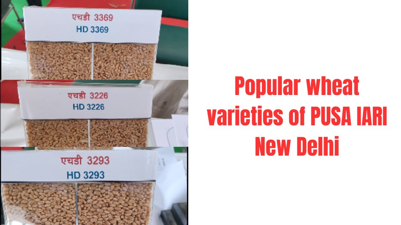 Popular wheat varieties of PUSA IARI New Delhi - YouTube