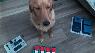 Reviewing and using puzzle toys and interactive toys! by Cooper the Service Dog 654 views 3 years ago 7 minutes, 35 seconds