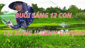 HÀNH TRÌNH 800KM CÂU CÁ LÓC RỪNG U MINH THƯỢNG huynhvananfishing