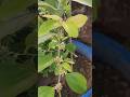 Apple Ber flower bud 🍎🌸🏡🌿 #gardening #shorts #ytshorts #youtubeshorts #trending #terracegarden